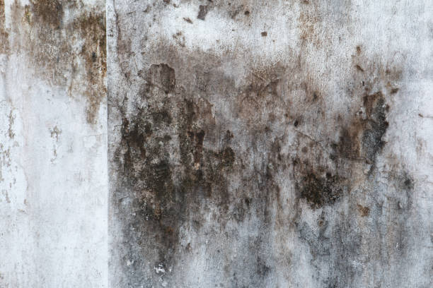 Best HVAC Mold Inspection and Cleaning  in White Settlement, TX