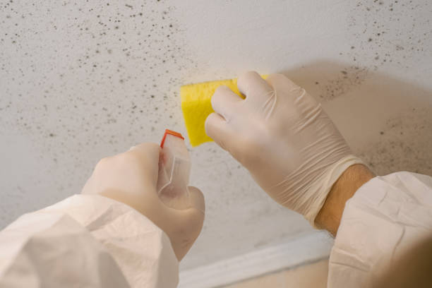 Best Airborne Mold Testing  in White Settlement, TX