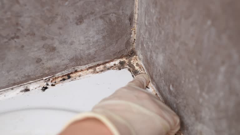 Professional Mold Removal in White Settlement, TX